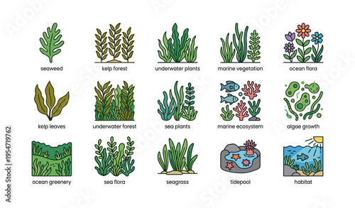 Collection of ocean flora and marine vegetation illustrations