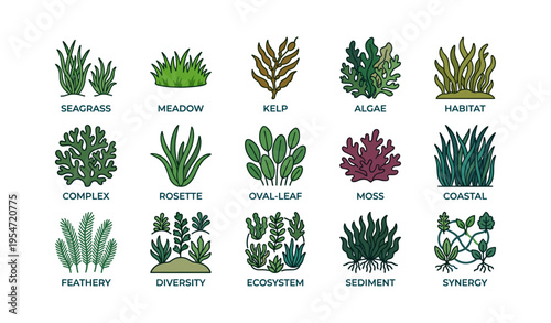 Diverse aquatic plants: seagrass, kelp, algae, meadow, moss, coastal habitat