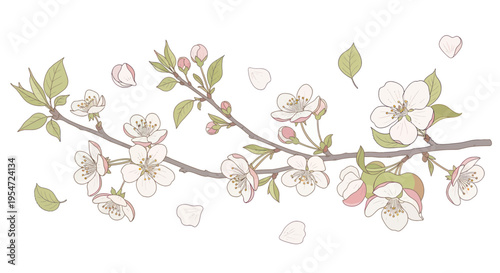 Blooming Cherry Blossom Branch with Falling Petals on White Background