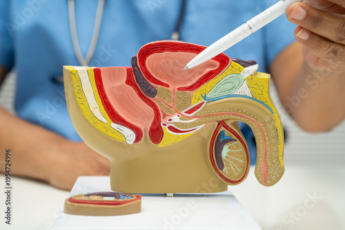 Male reproductive system, Asian doctor holding human anatomy model for study diagnosis and treatment in hospital.