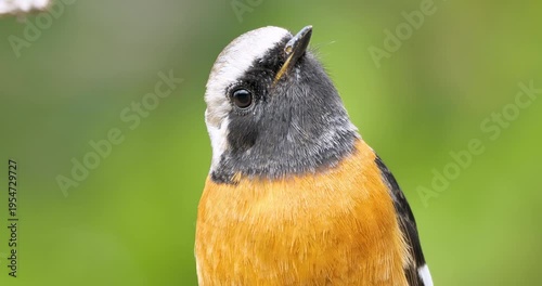 Daurian redstart (male bird) on natural green background,closeup shot
