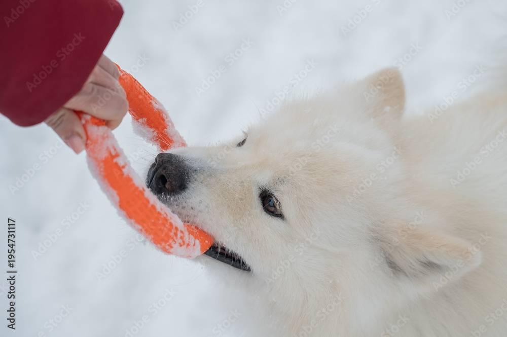 Fototapeta premium A Samoyed dog plays with a puller on a winter walk.