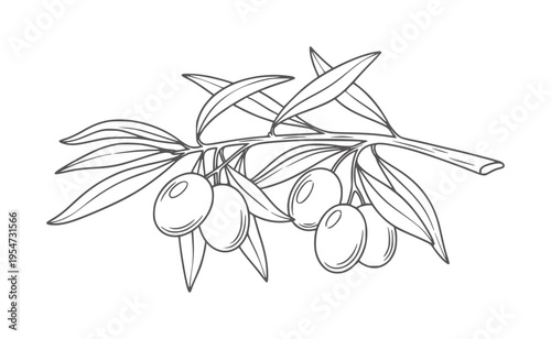 Black and white line of an olive branch with olives fruit leaf plant