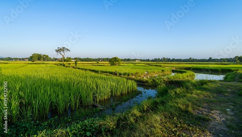 Serene green rice paddy fields with calm water reflecting clear blue sky and lush vegetation