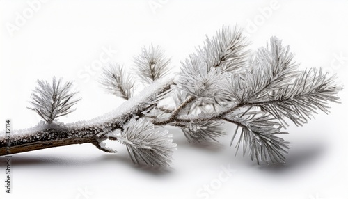 Frosted Mini Branch Isolated On White Background
