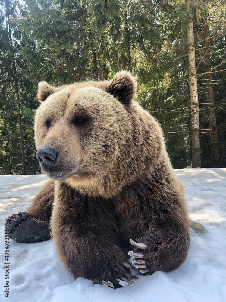 Obraz premium brown bear in the forest