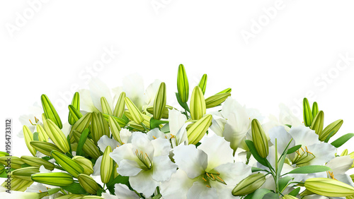 Fotografie White lily floral border isolated 3D render