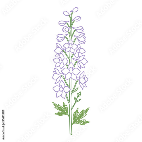 Hand drawn larkspur flower spike crayon marker botanical illustration