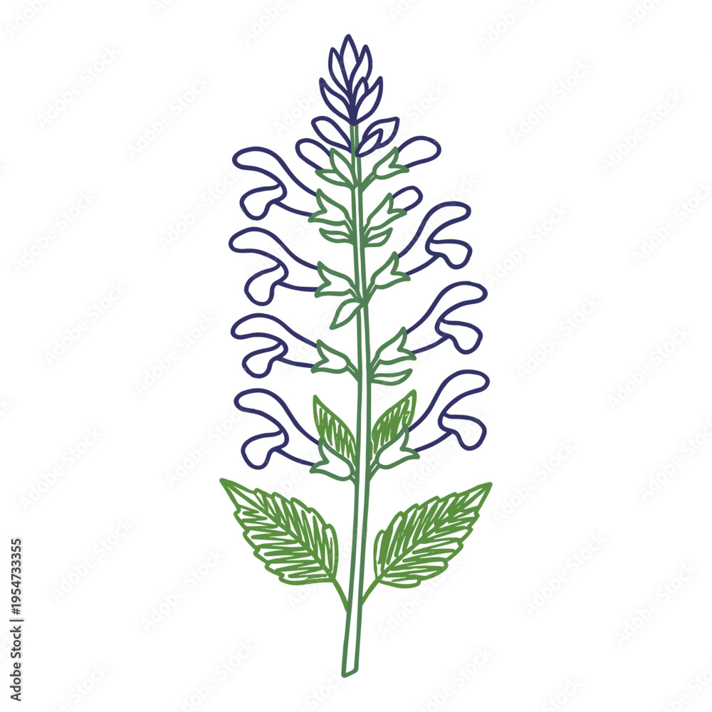 Fototapeta premium Hand drawn Salvia flower in crayon marker style
