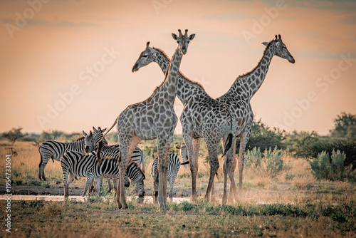 Photos Giraffes and zebras at waterhole during sunset in Nxai Pan National Park Botswan