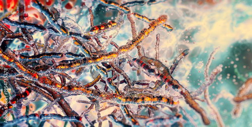 Filamentous Anabaena or Nostoc cyanobacteria chains, microscopic 3D render. Nitrogen fixation and blue-green algae cellular structure. Environmental science, ecology studies of water eutrophication