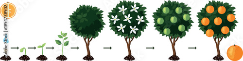 Educational infographic for kids showing life cycle of an orange tree from seed to fruit
