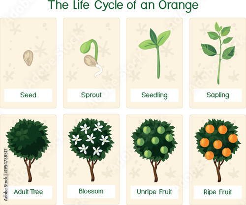 Life cycle of an orange tree. Educational flashcards showing plant growth stages from seed to fruit for kids vector