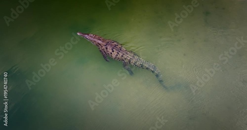 Wallpaper Mural Spectacled caiman or crocodile swimming in murky green water in a river in Colombia. Aerial top-down view, copy space Torontodigital.ca