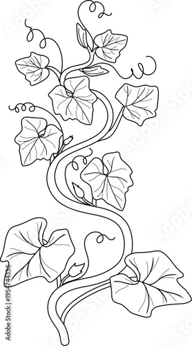 Pumpkin vine leaves coloring page, cute cartoon plant line art, vector isolated on white
