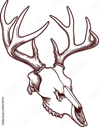 Detailed Hand Drawn Deer Skull Vector with Large Antlers Vintage Engraving Style for Hunting Logo Wildlife Trophy and Outdoor Graphic Design