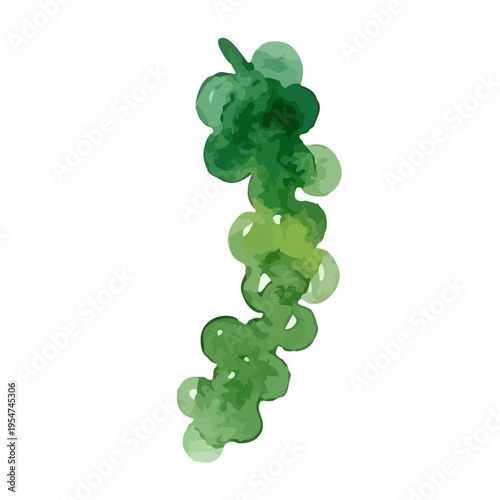 Watercolor-style fresh sea grapes illustration, green caviar, okinawa seaweed snack　水彩　海ぶどう　沖縄