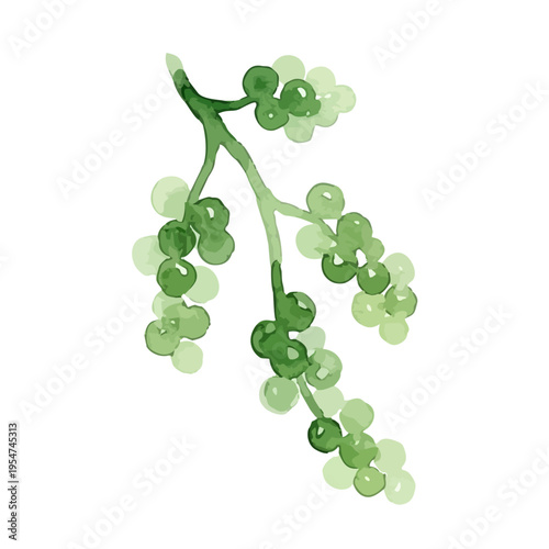 Watercolor-style fresh sea grapes illustration, green caviar, okinawa seaweed snack　水彩　海ぶどう　沖縄