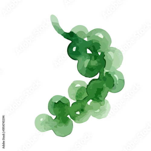 Watercolor-style fresh sea grapes illustration, green caviar, okinawa seaweed snack　水彩　海ぶどう　沖縄
