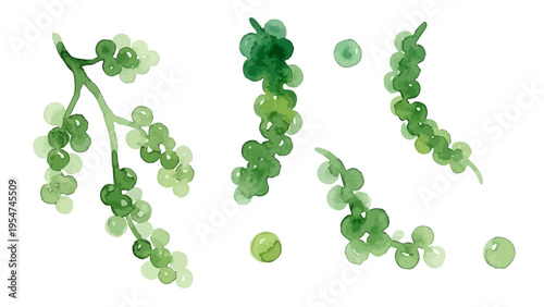 Watercolor-style fresh sea grapes illustration, green caviar, okinawa seaweed snack　水彩　海ぶどう　沖縄