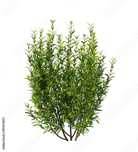 Tableau sur toile Bush isolated on transparent background