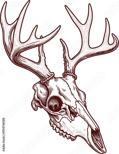 Vintage Hand Drawn Deer Skull with Antlers Illustration Vector Line Art for Hunting Logo Outdoors Adventure Wild Animal Skeleton Trophy Design