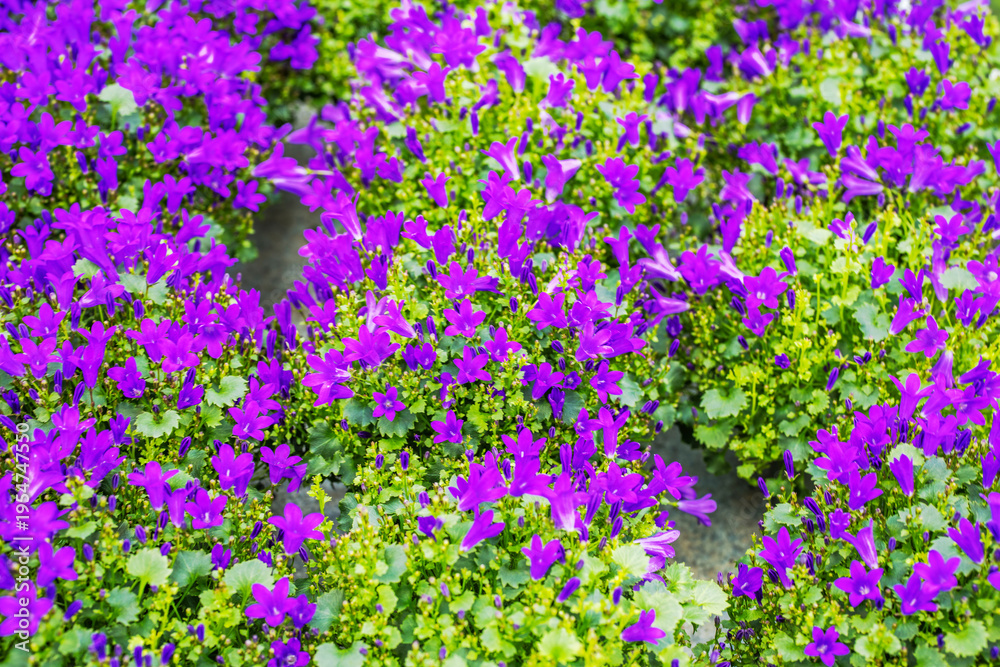 Obraz premium Beautiful view of purple campanula flowers blooming in garden center display. Sweden.