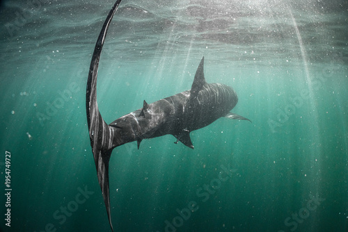 Basking shark (Cetorhinus maximus) swimming just beneath the surface through sun rays, rear view with tail fin prominent, Shetland, Scotland, UK, North Sea. Endangered. 