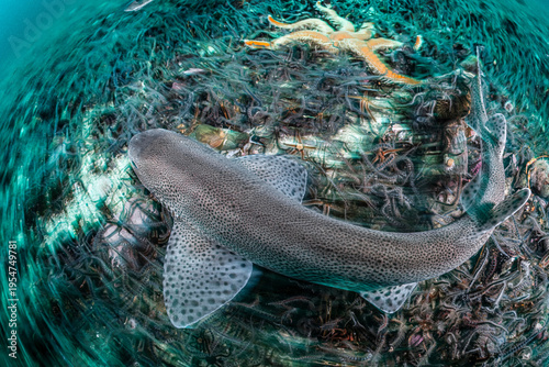 Small-spotted catshark (Scyliorhinus canicula) swimming over protected Horse mussel (Modiolus modiolus) beds covered with Brittle stars, Shetland, Scotland, UK, North Sea. 