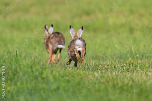 Two Brown hares (Lepus capensis) running in field, Bavaria, Germany. May. 
