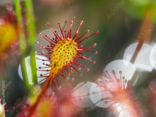 Sundew (Drosera intermedia) close up showing glandular tentacles of a leaf, Upper Bavaria, Germany. June. Focus stacked. 