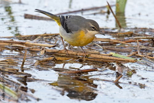 Grey wagtail (Motacilla cinerea) winter plumage, foraging for insects, Norfolk, England, UK. November. 