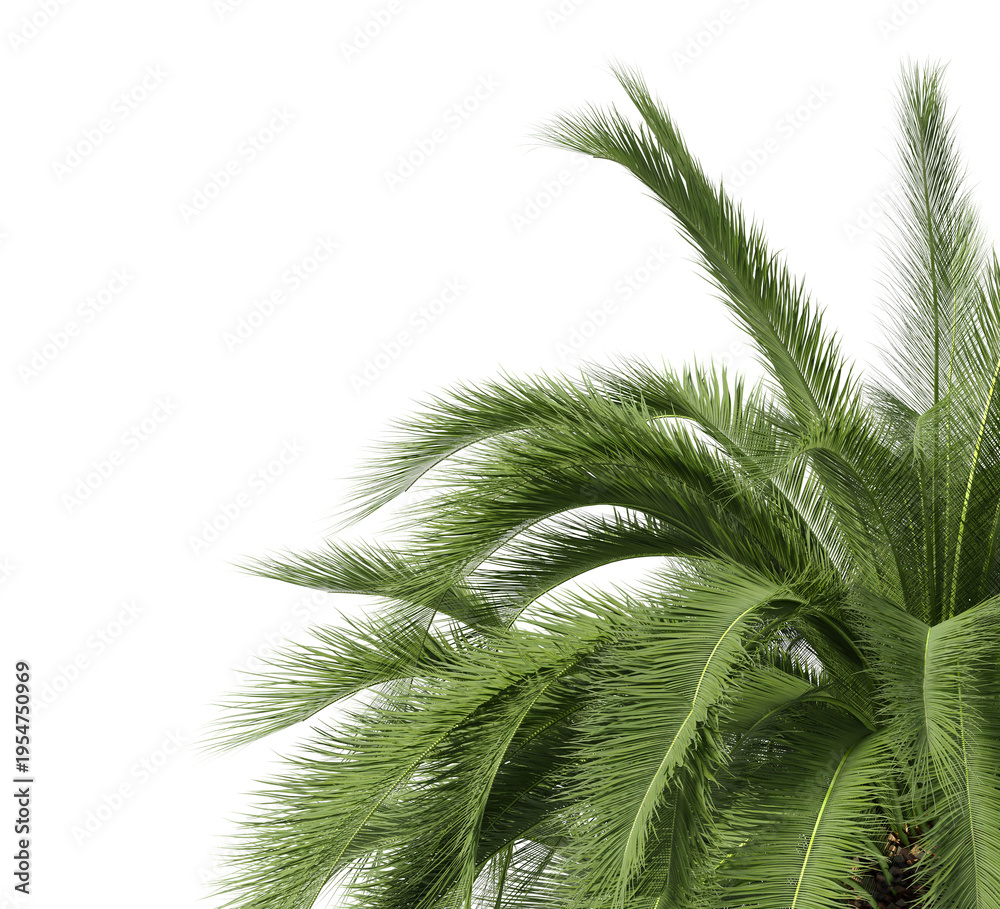 Fototapeta premium Palm leaf isolated on transparent background. Palm frond isolated on transparent background. Cutout Palm leaves isolated on white background. Tropical leaves PNG. Palm leaf PNG. Palm leaves PNG.