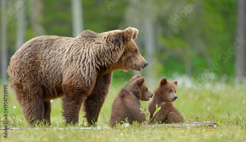 Eurasian brown bear (Ursus arctos arctos) female with two cubs, aged 2-3 months, in meadow, Finland / Russia border. July. 