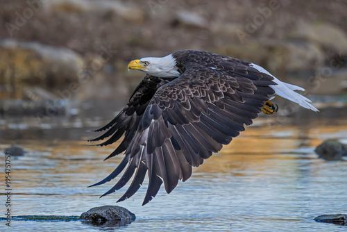 Bald eagle (Haliaeetus leucocephalus) in flight over water, Somes Sound near Acadia National Park, Maine, USA. June.  