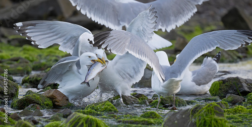 Herring gulls (Larus argentatus) flock squabbling over Alewife (Alosa pseudoharengus) prey, Acadia National Park, Maine, USA. August. 