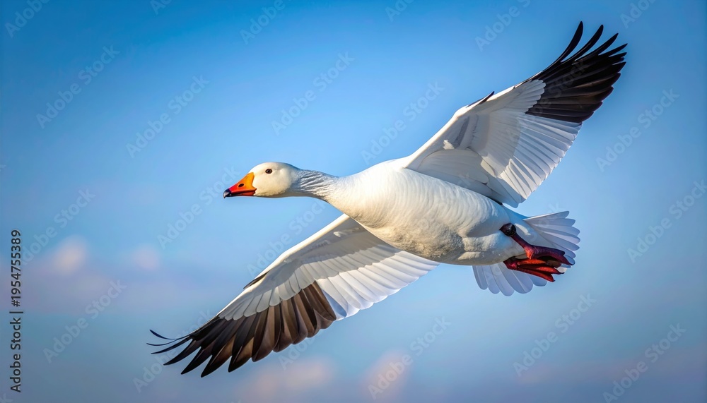 Obraz premium Snow goose soaring gracefully against a bright blue sky, wings spread wide.
