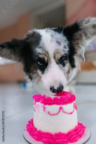 Blue merle corgi dog with heterochromia eating pink birthday cake indoors
