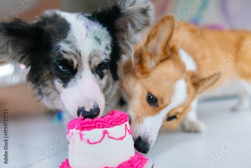 Two corgi dogs eating birthday cake together on floor indoors