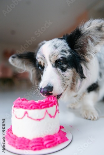 Blue merle corgi dog with heterochromia eating pink birthday cake indoors