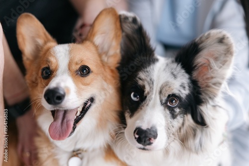 Close-up portrait of two welsh corgi dogs looking at camera