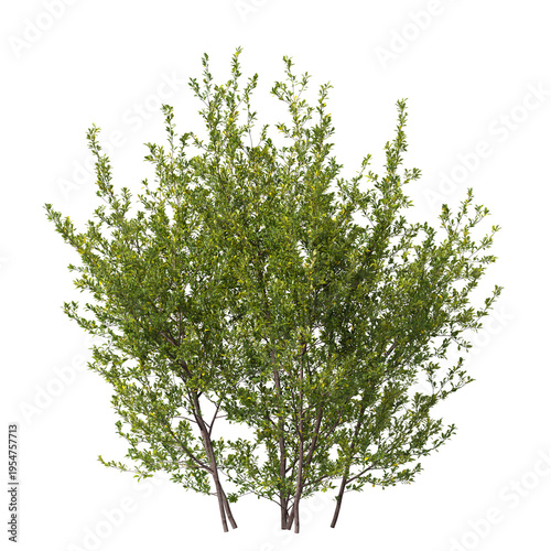 Cuadro en lienzo Bush isolated on transparent background
