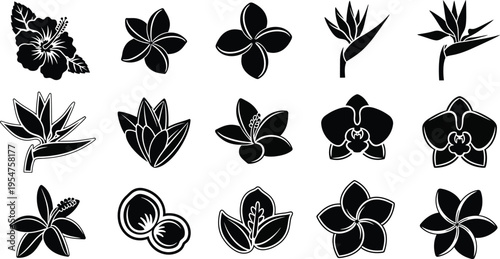 Collection of black and white tropical flower and symbols hibiscus plumeria