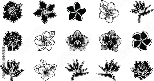 Collection of black and white tropical flower and symbols hibiscus plumeria