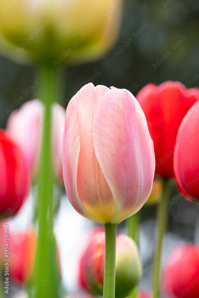 Fototapeta premium Tulips in bloom in spring