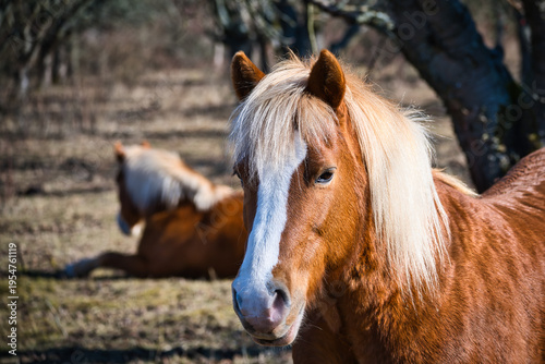 Fotografie A view of a beautiful horse's head