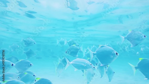 Silver Batfish Schooling in Shallow Coastal Waters of Hikkaduwa Sri Lanka. A dense group of silver batfish swims together in the shallow, sunlit waters of the Indian Ocean.