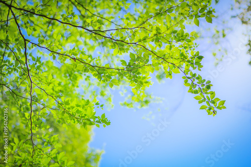 Fresh green leaves against a clear blue sky with copy space