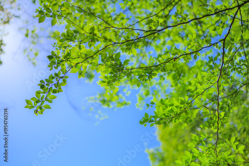 Fresh green leaves against a clear blue sky with copy space