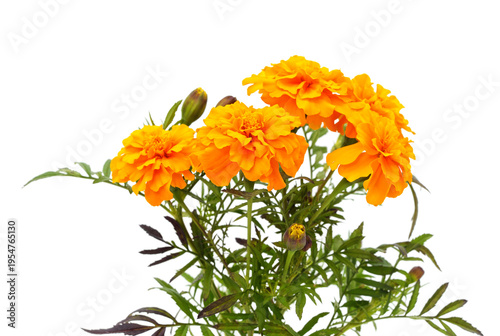 Bright orange marigold flowers isolated on white background.